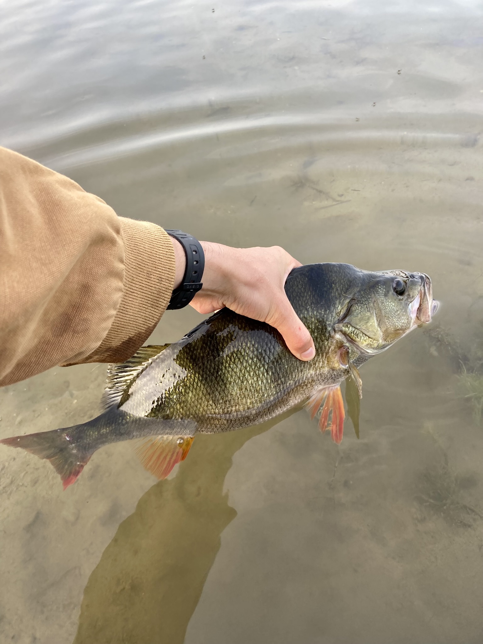 Huge danish perch just before release