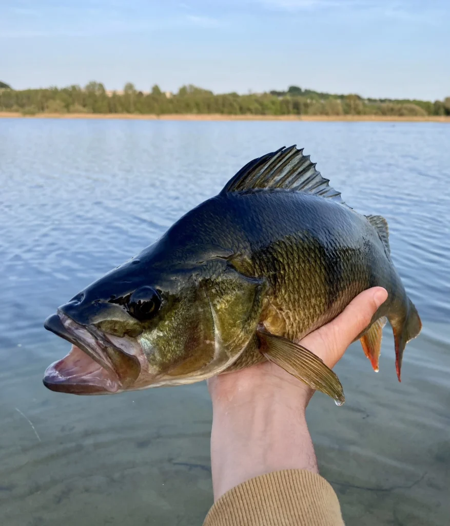 Gigantic trophy perch from denmark