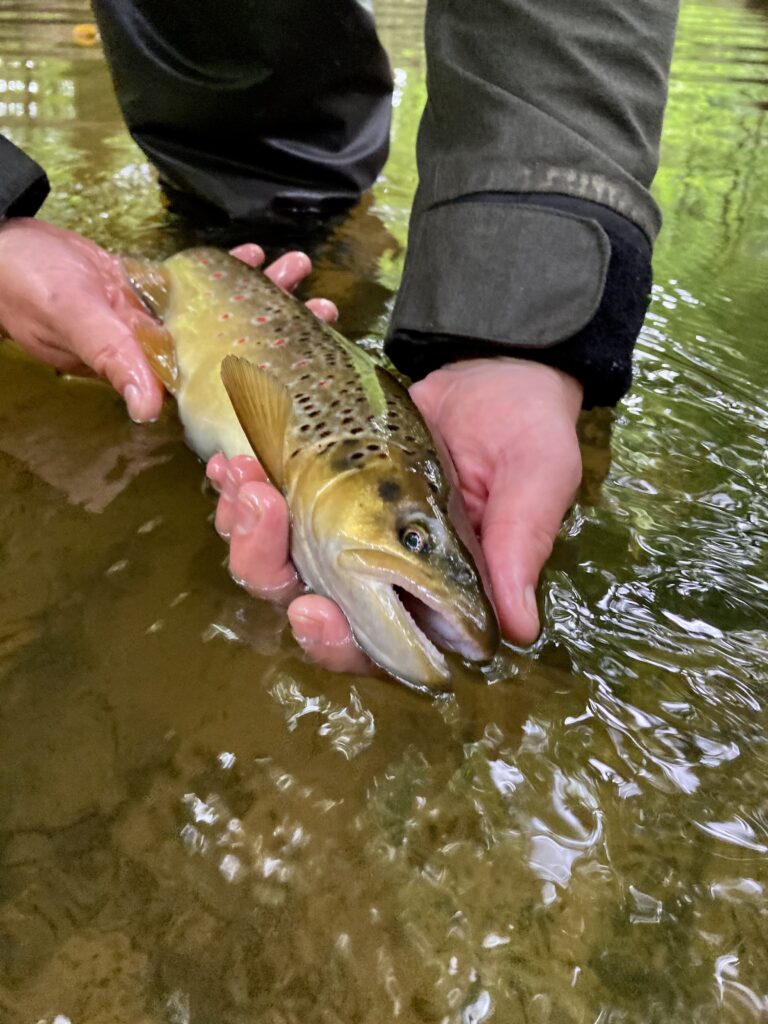 Stream fishing in Denmark for big brown trout