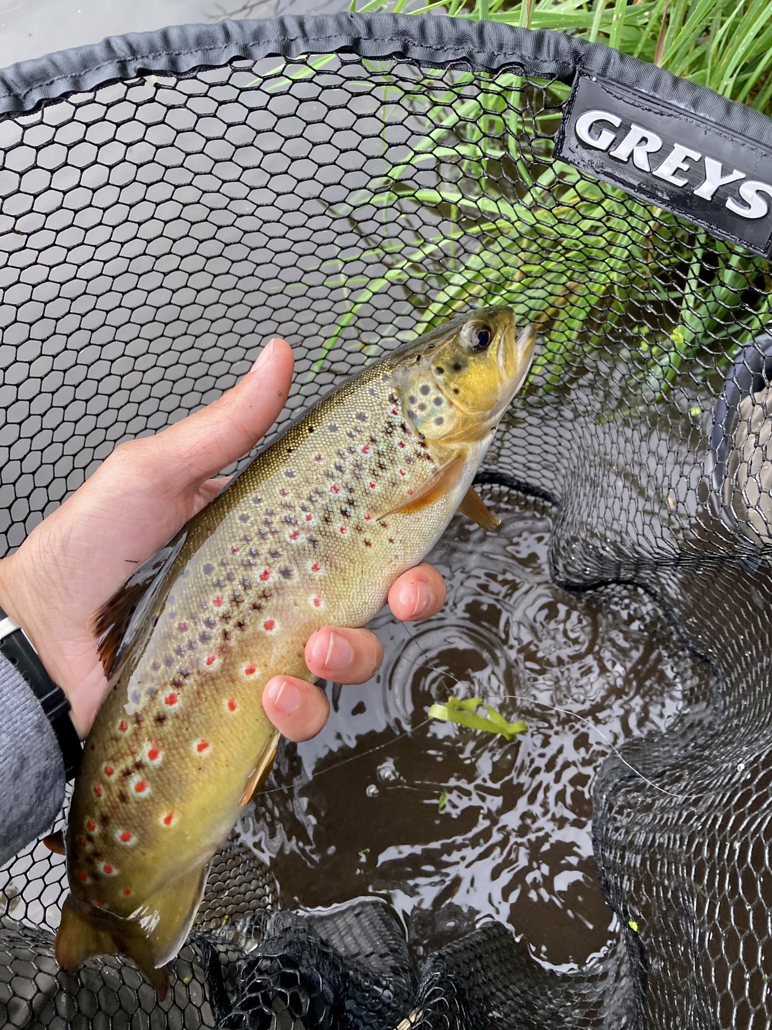 Beautiful danish brown trout