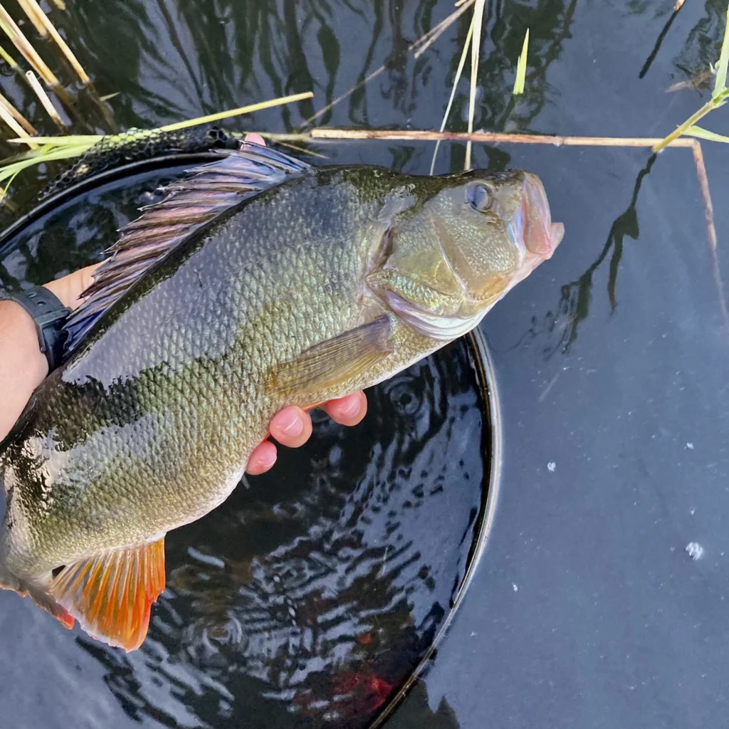 Big perch just moments before the release