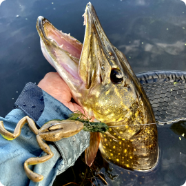 Danish pike caught on a frog lure