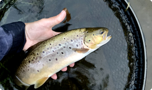 Danish sea trout