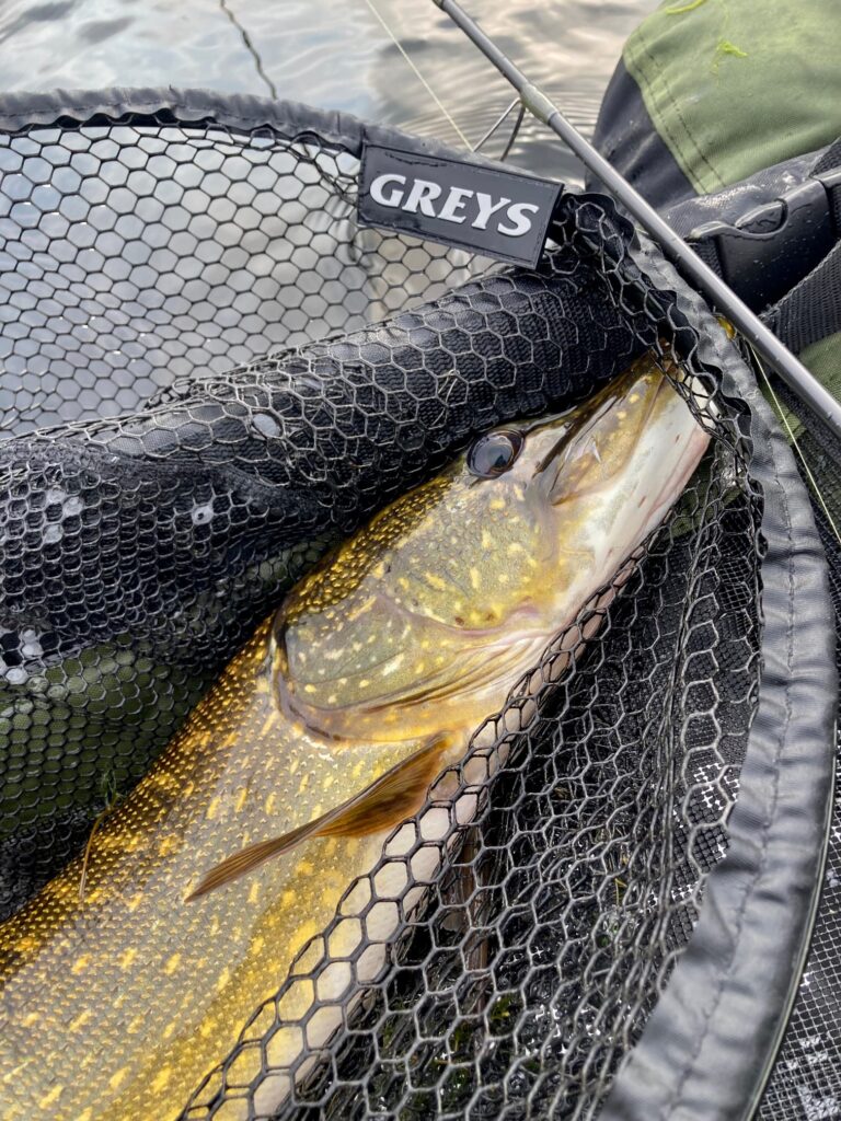 Beautiful pike in a belly-boat