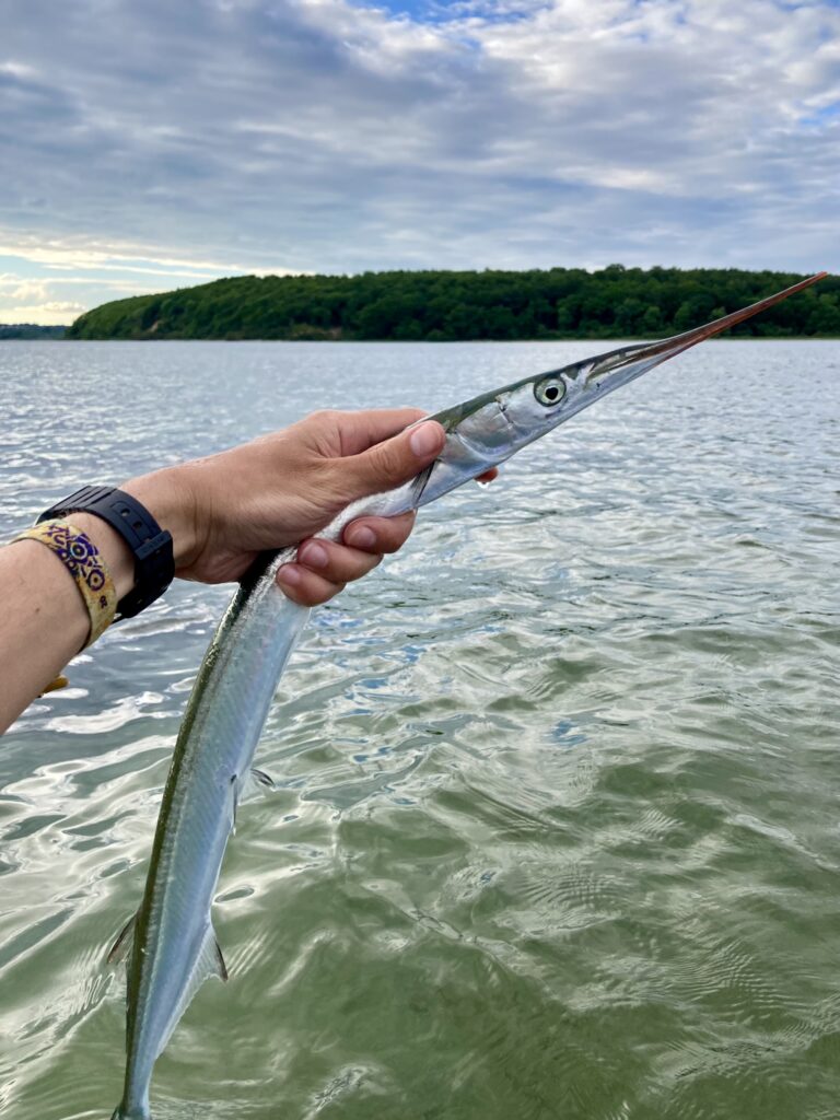 Hornfish caught on the Danish Coast