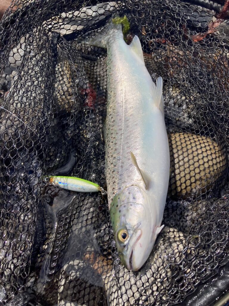 Sea trout fishing in Denmark