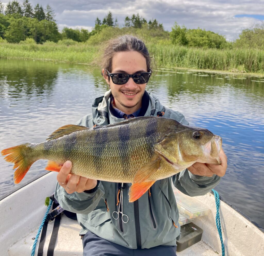 Balage with a big danish perch