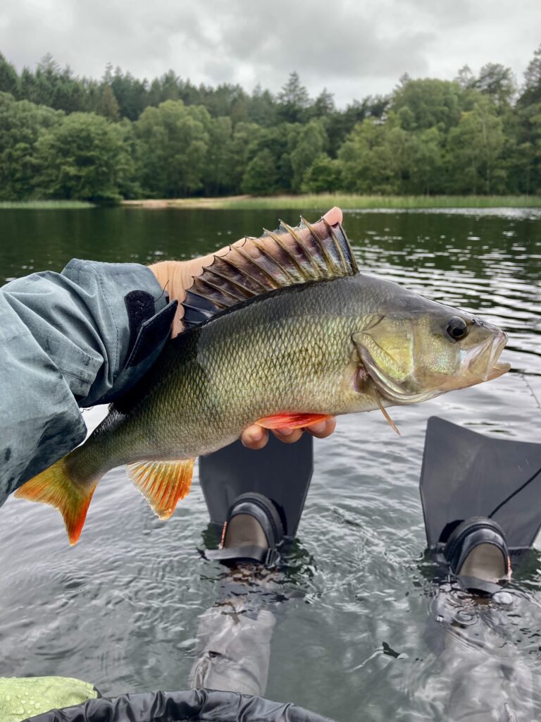 Belly boat fishing for perch
